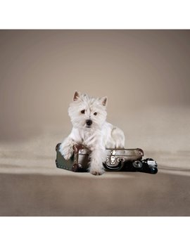 Trapuntino Leggero Primaverile Estivo Cane in Valigia - Imbottitura 100 gr. Stampa Digitale